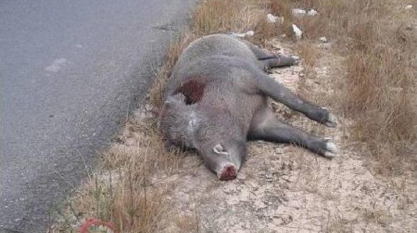 Domuzu Vurup Karayolu Kenarına Attılar