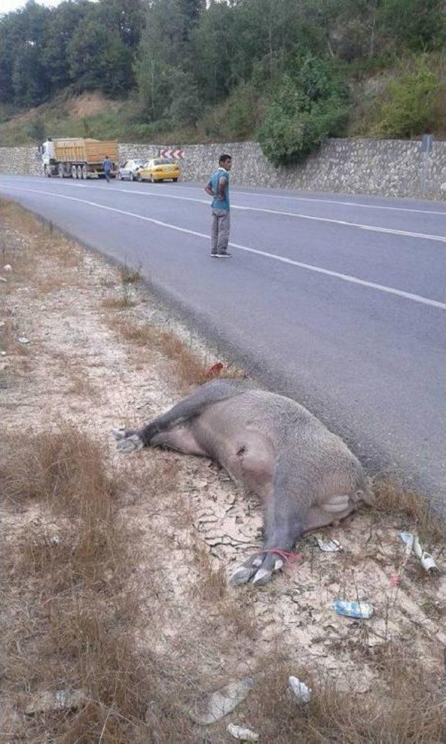 Domuzu Vurup Karayolu Kenarına Attılar