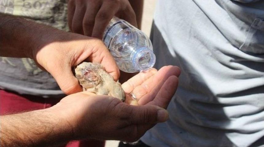 Kafası Sıkışan Kuş İ&ccedil;in Duvar Kırıldı