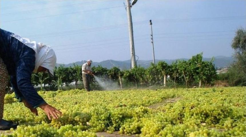 Sarıg&ouml;l&rsquo;de &Uuml;z&uuml;m Hasadına Başlandı