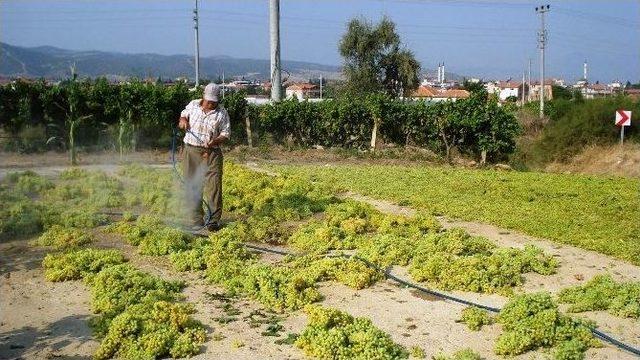 Sarıgöl’de Üzüm Hasadına Başlandı