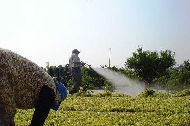 Sarıgöl’de Üzüm Hasadına Başlandı