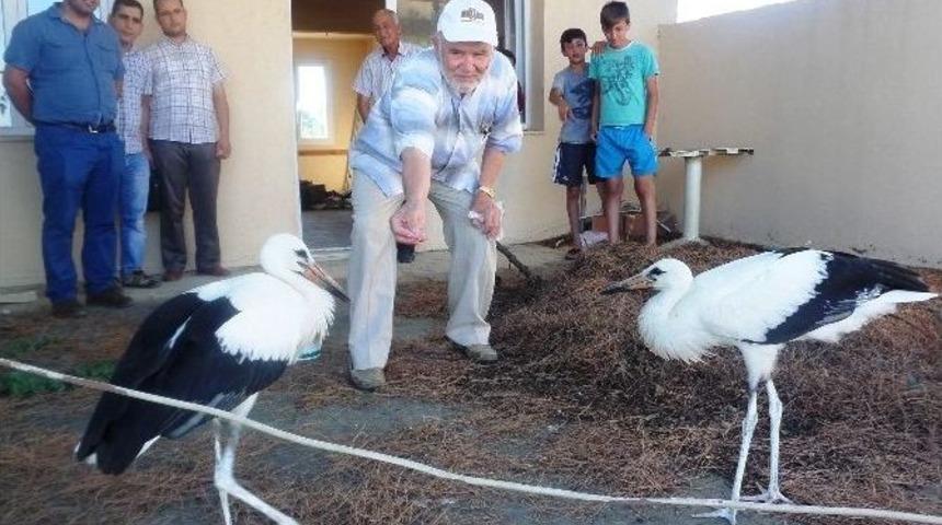 Yuvasından D&uuml;şen Leylek Yavrularına Sahip &Ccedil;ıktılar