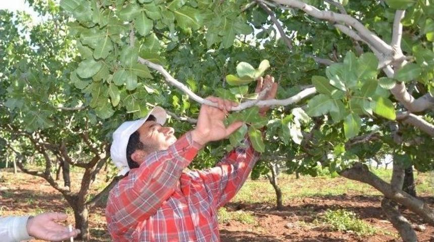 Fıstık &Uuml;reticileri Hırsızlardan Şikayet&ccedil;i