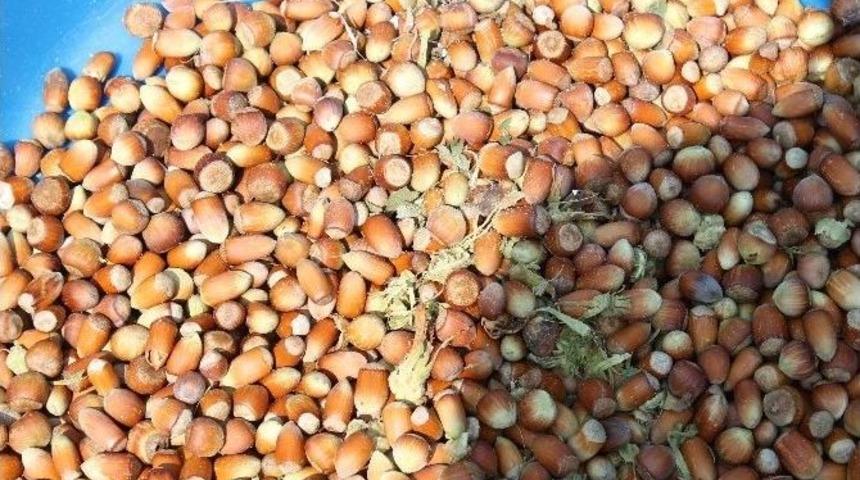 Fındık, &Uuml;reticinin Y&uuml;z&uuml;n&uuml; G&uuml;ld&uuml;rd&uuml;