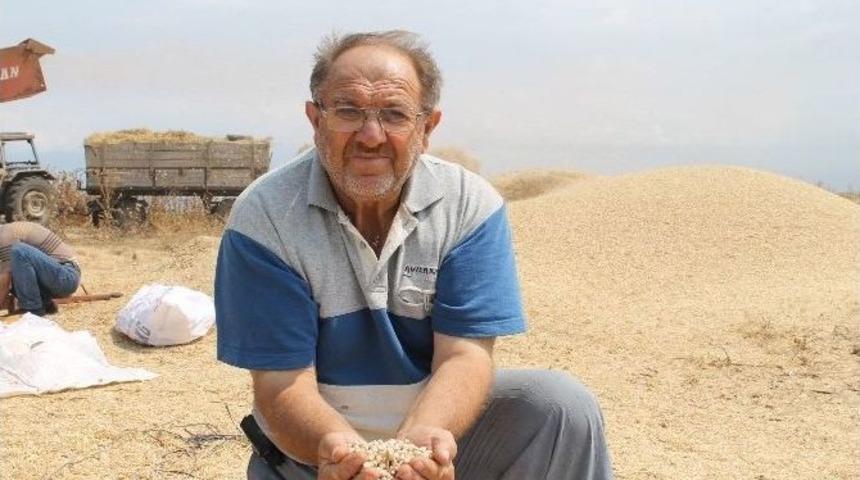 (&ouml;zel Haber) Nohutta Verim D&uuml;şt&uuml; Fiyatlar Arttı