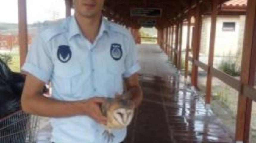 Yaralı Baykuş Emin Ellerde