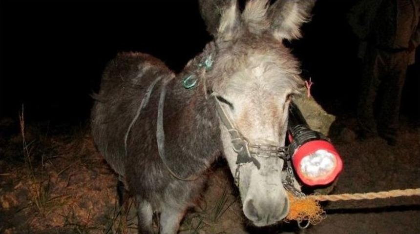 Gaziantep&rsquo;te Fıstık Hırsızlığına İlgin&ccedil; &Ccedil;&ouml;z&uuml;m