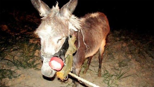 Gaziantep&rsquo;te Fıstık Hırsızlığına İlgin&ccedil; &Ccedil;&ouml;z&uuml;m 3