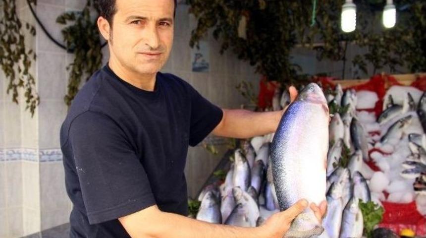 Samsunlu Balık&ccedil;ıların Palamut Ve Hamsi Umudu