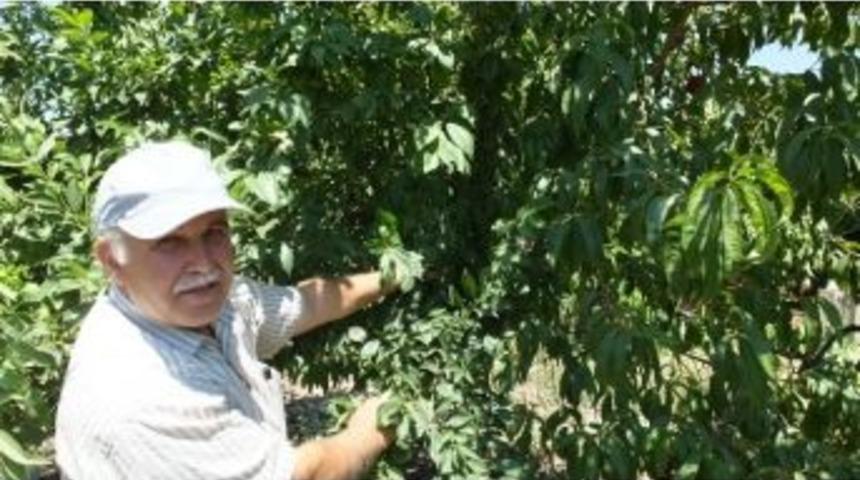 Emekli Teknisyen Bir Ağa&ccedil;ta &Ccedil;eşit &Ccedil;eşit Meyveler Yetiştirdi