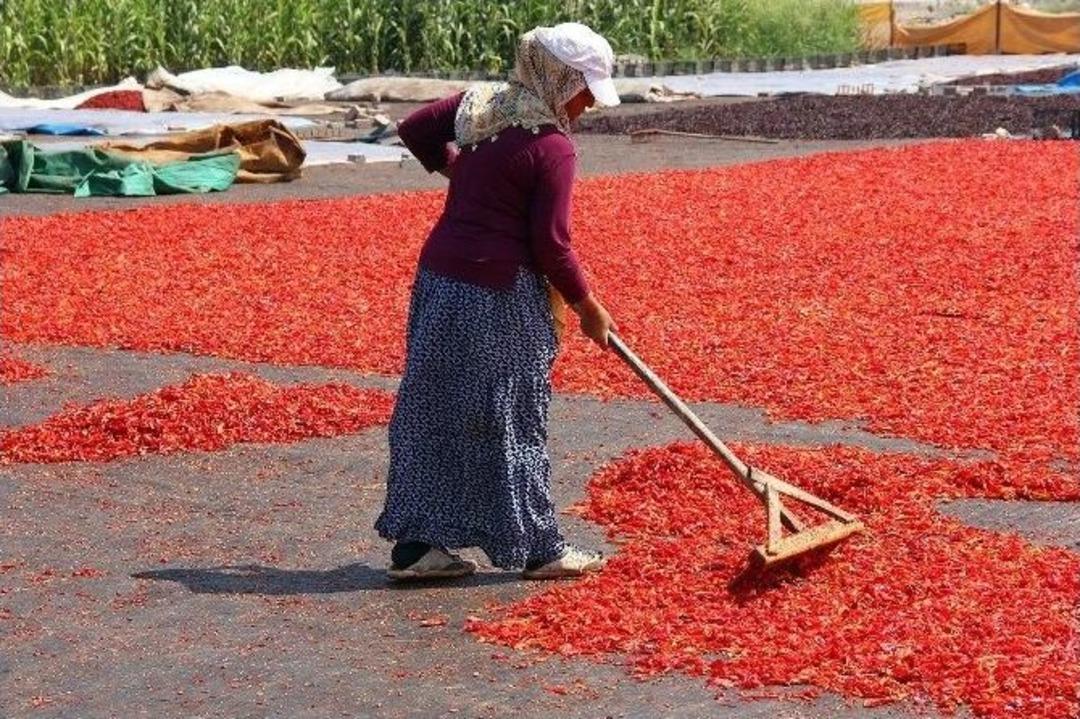 Acı Hayat Bu Olsa Gerek