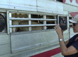 Guardian: Kapıkule'deki canlı hayvan ticaretinin şoke eden yüzü