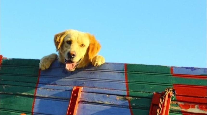 Sevimli K&ouml;peğin Kamyonla Yolculuğu