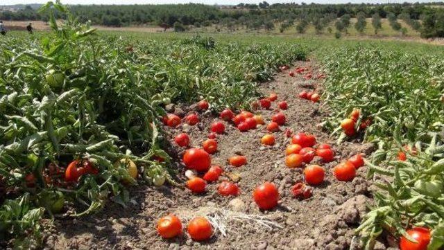 Domates Dalında, Çiftçi Öfkeden Kızardı