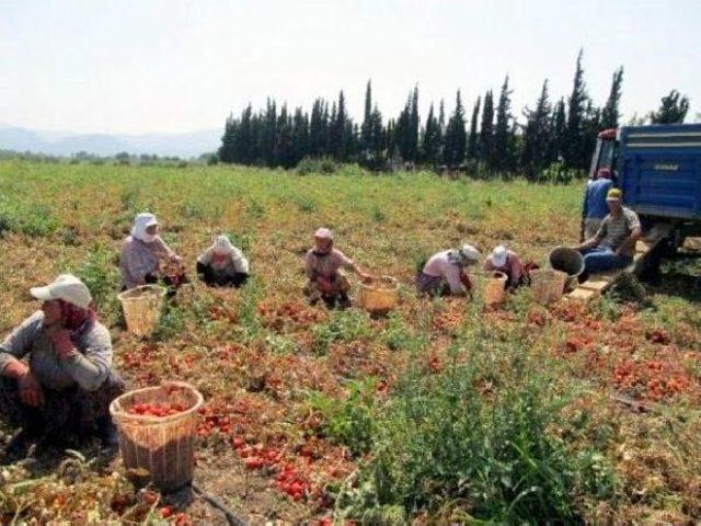 Domates Dalında, Çiftçi Öfkeden Kızardı