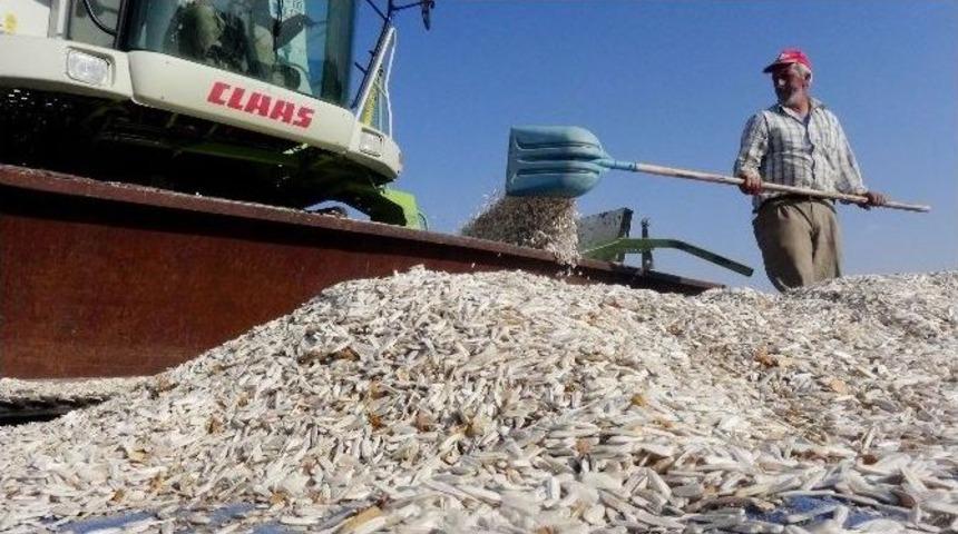(&ouml;zel Haber) Aksaray&rsquo;da Ay &Ccedil;i&ccedil;eği Hasadı Başladı