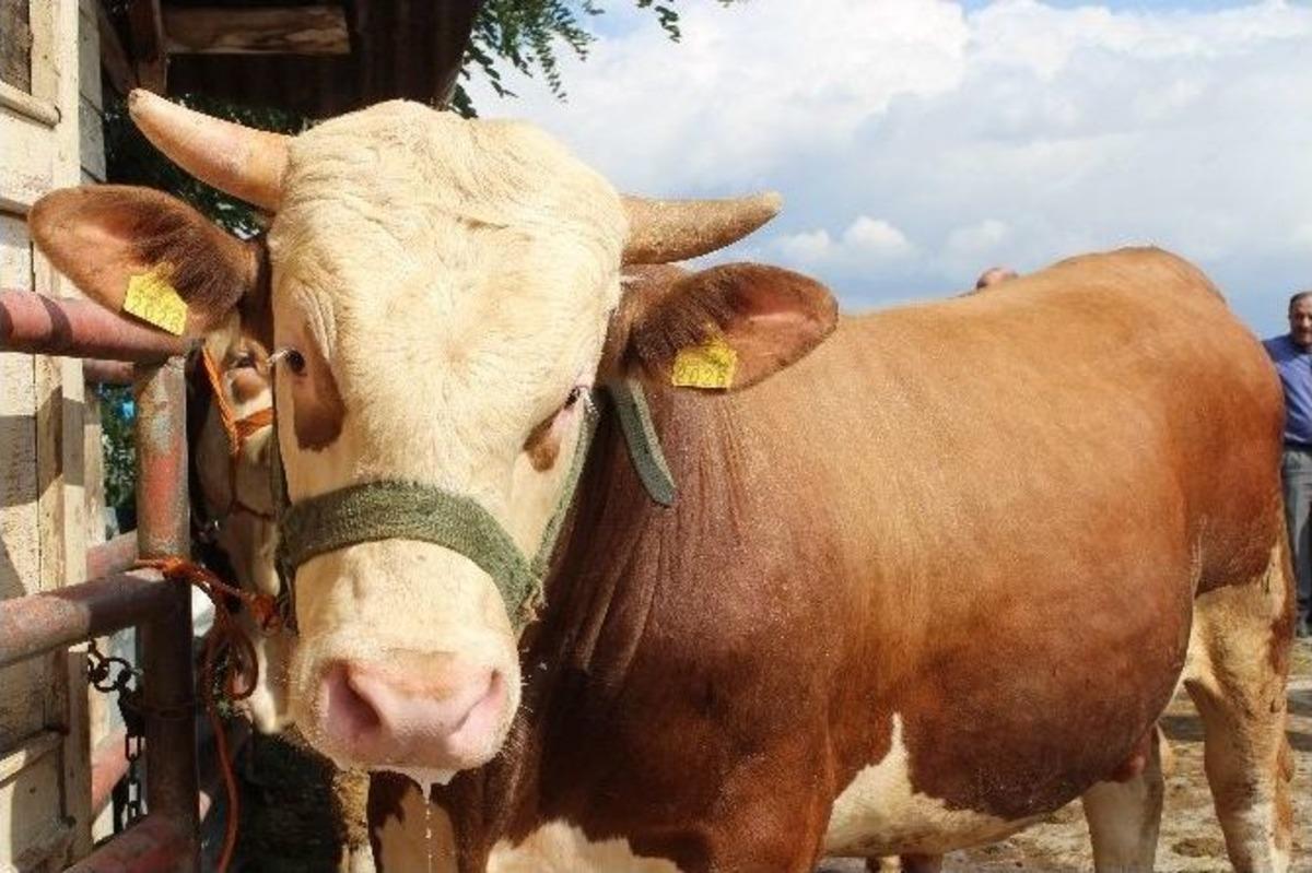 (&ouml;zel Haber) Kurbanlıklar Pazara İndi
