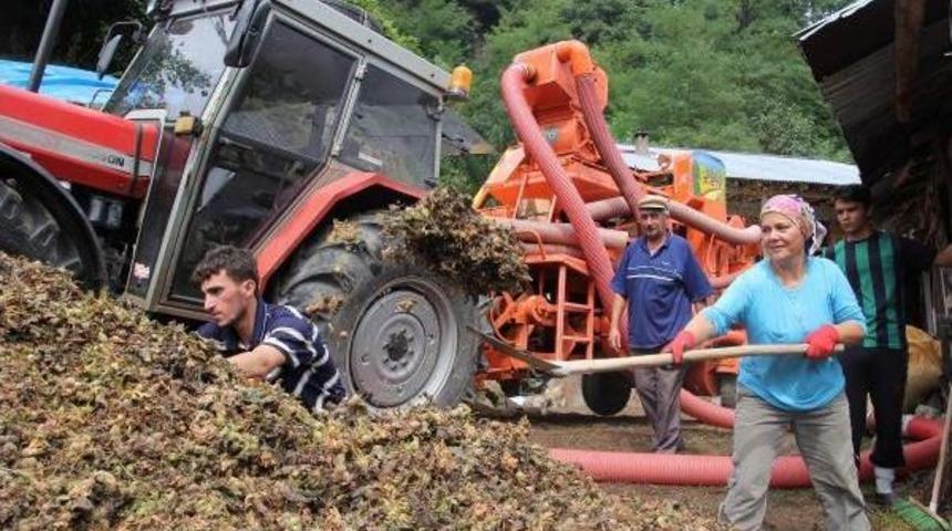 Fındık Rekoltesi Patozcuların Y&uuml;z&uuml;n&uuml; G&uuml;ld&uuml;rd&uuml;
