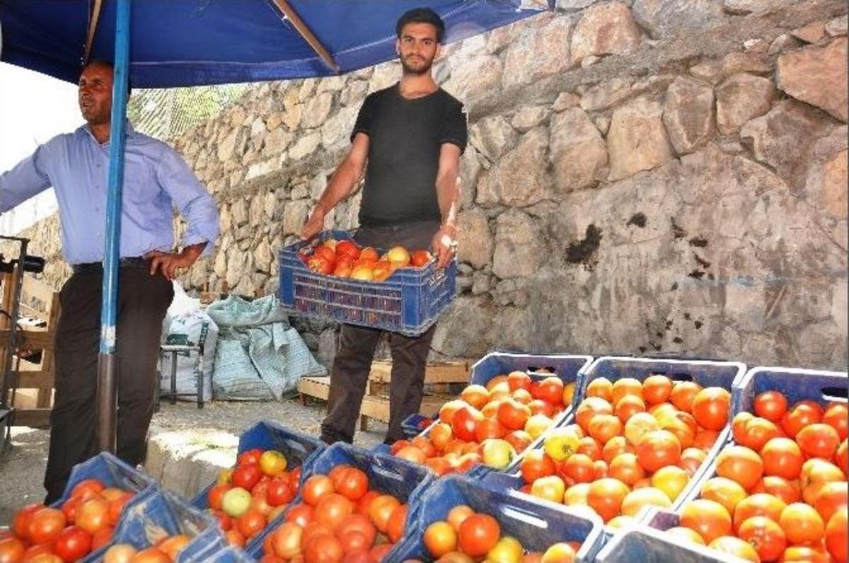 Bah&ccedil;e Domatesi &Uuml;reticisi Dertli