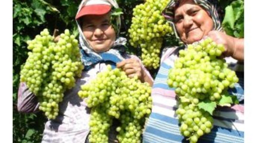 Sultaniye &Uuml;z&uuml;mleri Piyasaya &Ccedil;ıktı