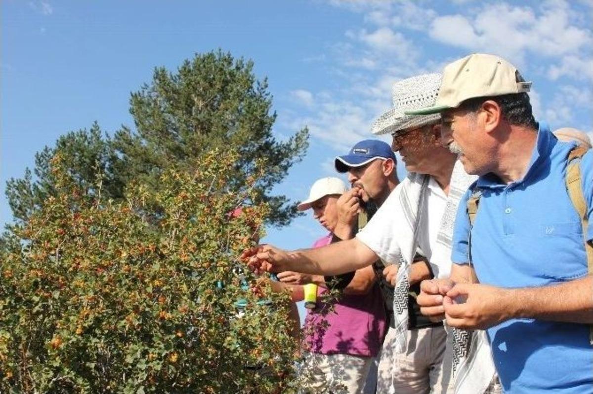 Oltu&rsquo;da Doğa Y&uuml;r&uuml;y&uuml;şleri S&uuml;r&uuml;yor