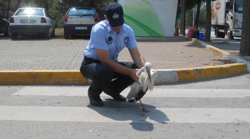 Kartepe Zabıtası Yaralı Leyleğin Yardımına Yetişti