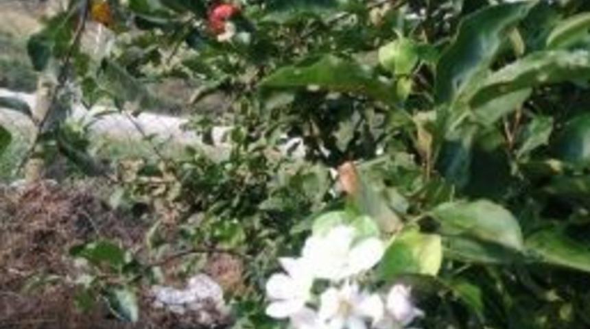 Boz&uuml;y&uuml;k&rsquo;te Elma Ağa&ccedil;ları &Ccedil;i&ccedil;ek A&ccedil;tı