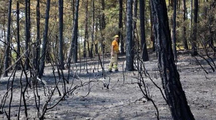Safranbolu'da Yanan 42 Hektar Alan Ağa&ccedil;landırılacak