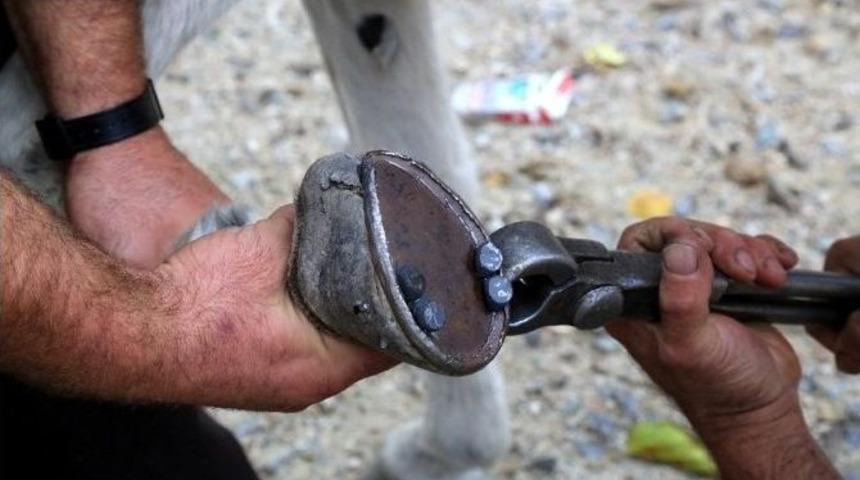 Hasat Sezonu Başladı Y&uuml;k Hayvanları Bakıma Alındı