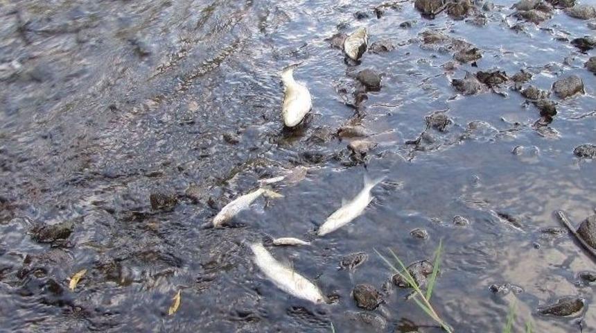 &Ccedil;anakkale&rsquo;de Korkutan Balık &Ouml;l&uuml;mleri