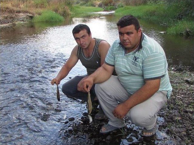 Çanakkale’de Korkutan Balık Ölümleri