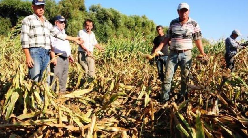 Domuzlar Mısır Tarlalarını Talan Etti