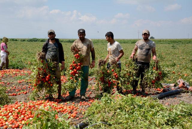 Karacabey Ovası'nda domates hasadı başladı