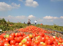 Karacabey Ovası'nda domates hasadı başladı