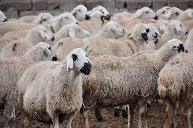 (özel Haber) Aksaray’da Hayvan Varlığı Sayısı Yedi Yılda Sekiz Kat Arttı