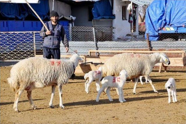 (özel Haber) Aksaray’da Hayvan Varlığı Sayısı Yedi Yılda Sekiz Kat Arttı