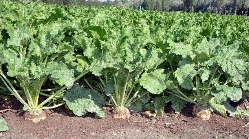 Şeker Pancarı &Uuml;retiminde Yeni Bir Sayfa A&ccedil;ılıyor