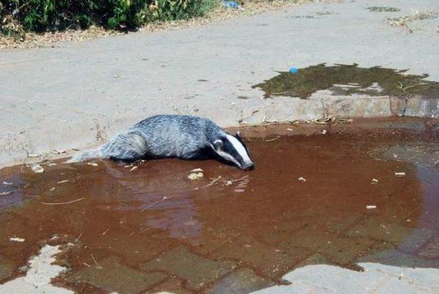 Okul Bahçesinde Porsuk Girdi