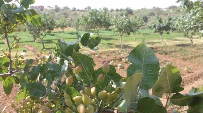 Siirt&rsquo;te Dağa, Taşa Fıstık Ekiliyor