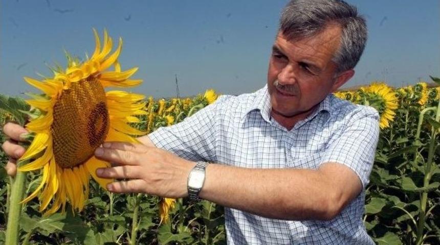 Manyas&rsquo;ta Ay&ccedil;i&ccedil;eği &Ouml;nalım Fiyatları A&ccedil;ıklandı