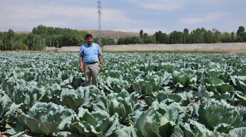 Tarlada Kalan Lahanalar Hayvanlara Yem Oluyor