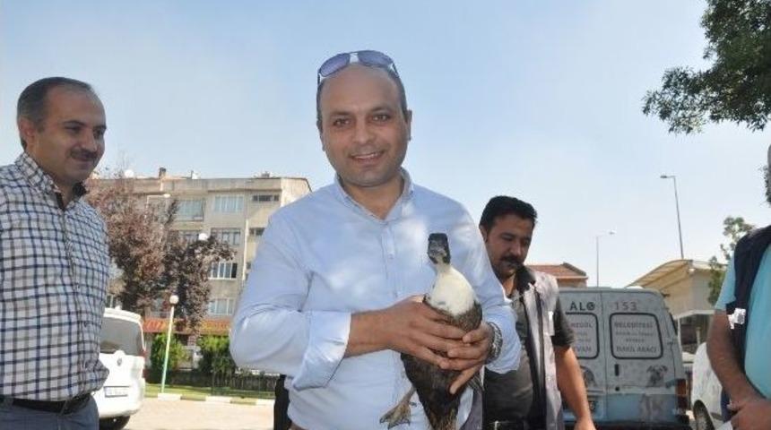 Yaralı Yaban &Ouml;rdeğine Emniyet Amiri Sahip &Ccedil;ıktı