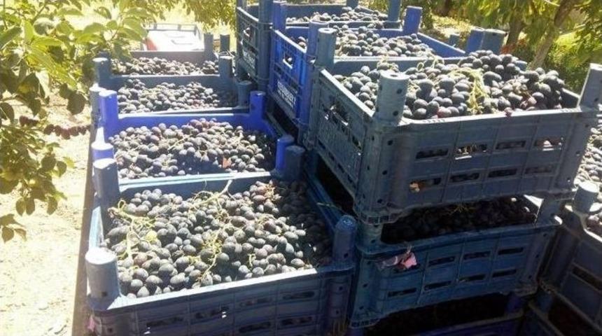 Horozkarası &Uuml;z&uuml;m Vaz Ge&ccedil;ilmez Oldu