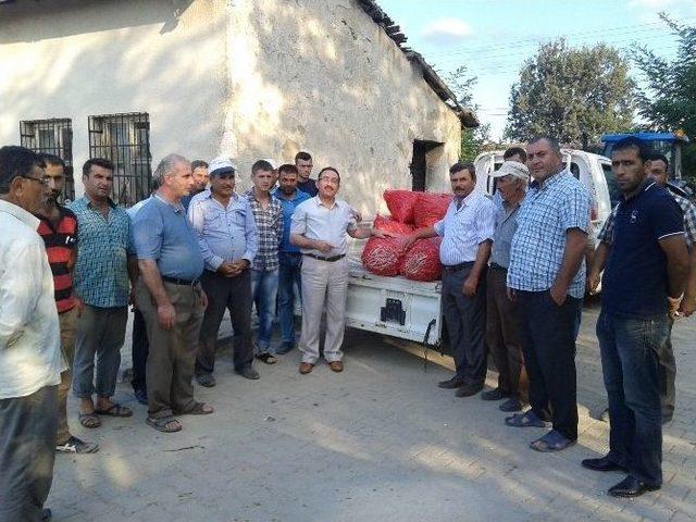 Kınık K&ouml;y&uuml;nde Barbunya Hasadı 1