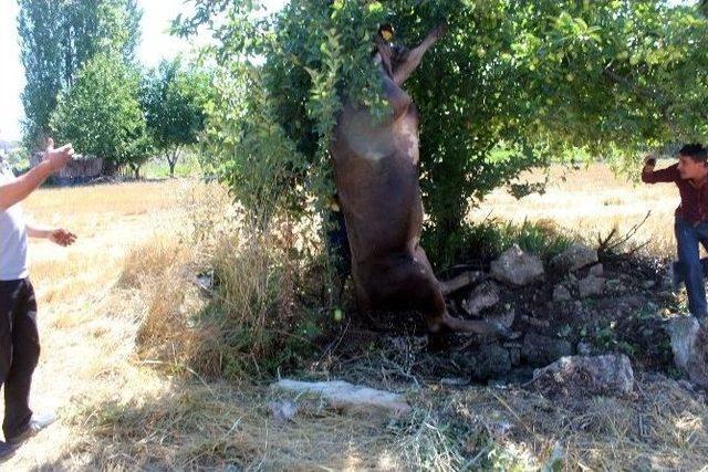 Su Kuyusuna D&uuml;şen İnek Vin&ccedil;le Kurtarıldı 1