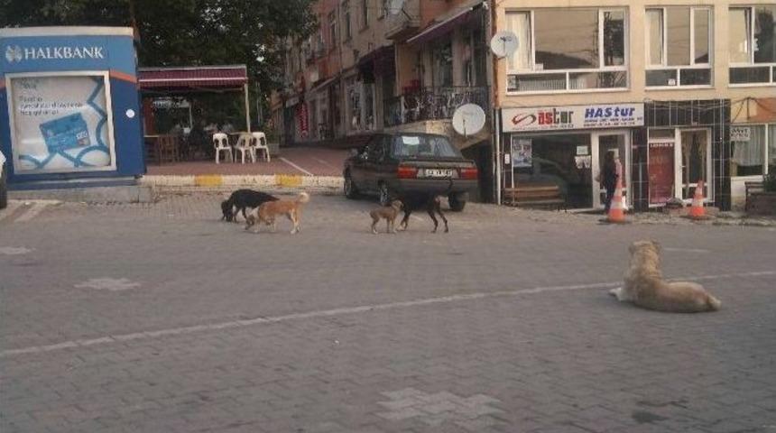 Hisarcık&rsquo;ta Sahipsiz K&ouml;pekler Korkutuyor