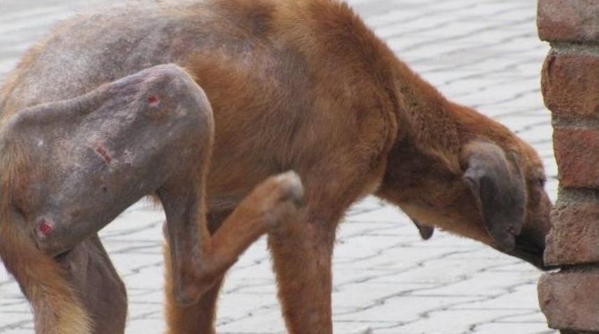&rsquo;uyuz K&ouml;pekler&rsquo; İnsan Sağlığını Tehdit Ediyor