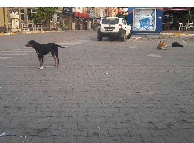 Hisarcık’ta Sahipsiz Köpekler Korkutuyor