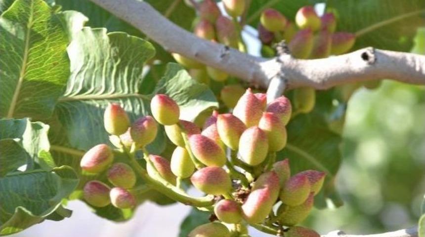 Siirt Fıstığında 30 Bin Ton Rekolte Bekleniyor